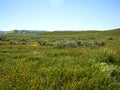 Wild flower field blooming in spring in the valley