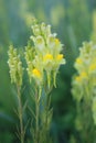 Wild flower. Flowers of fields. Yellow flower. Beautiful field flower, summer, sunny day. Soft background. Roadside flowers. Royalty Free Stock Photo