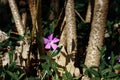 Wild flower in a forest at spring