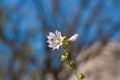 wild flower and fresh buds of musk malva in blurred blue summer sky, tender inflorescence on long stem