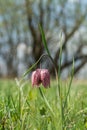 Wild flower, Fritillaria meleagris