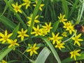 Wild flower Gagea lutea in the forest. Known as Yellow Star-of-Bethlehem. Royalty Free Stock Photo