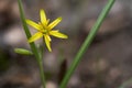 Wild flower Gagea lutea in the forest.