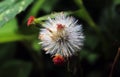 wild flower in garden