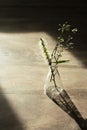 Wild flower in glass science flask on nature wood floor natural product science research background