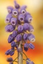 Wild flower grape hyacinth macro background fine art in high quality prints products fifty megapixels muscari neglectum family Royalty Free Stock Photo