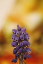 Wild flower grape hyacinth macro background fine art in high quality prints products fifty megapixels muscari neglectum family Royalty Free Stock Photo