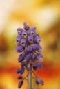 Wild flower grape hyacinth macro background fine art in high quality prints products fifty megapixels muscari neglectum family Royalty Free Stock Photo