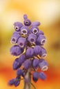 Wild flower grape hyacinth macro background fine art in high quality prints products fifty megapixels muscari neglectum family Royalty Free Stock Photo