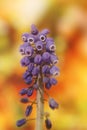 Wild flower grape hyacinth macro background fine art in high quality prints products fifty megapixels muscari neglectum family Royalty Free Stock Photo