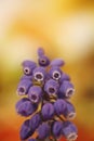 Wild flower grape hyacinth macro background fine art in high quality prints products fifty megapixels muscari neglectum family Royalty Free Stock Photo