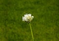 Wild flower, grass close up on a blurred background.