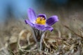 Wild flower. Greater pasque flower