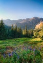 Wild Flower in green forest mountain, Tatras, Slovakia Royalty Free Stock Photo