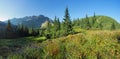 Wild Flower in green forest mountain, Tatras, Slovakia Royalty Free Stock Photo