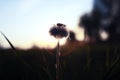 Wild flower on a green meadow in spring evening sunset hour Royalty Free Stock Photo