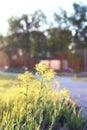 Wild flower on a green meadow in spring evening sunset hour Royalty Free Stock Photo