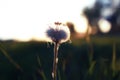 Wild flower on a green meadow in spring evening sunset hour Royalty Free Stock Photo