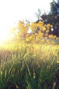 Wild flower on a green meadow in spring evening sunset hour Royalty Free Stock Photo