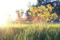 Wild flower on a green meadow in spring evening sunset hour Royalty Free Stock Photo