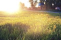 Wild flower on a green meadow in spring evening sunset hour Royalty Free Stock Photo