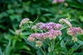 Wild flower in Haagse Bos, forest in The Hague