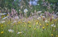 A wild flower hay meadow in full flower