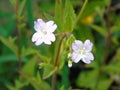 Wild flower Himalayan Balsam weed