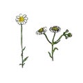 Wild flower illustration. Camomile medecine herbal. Vector sketch watercolor effect.