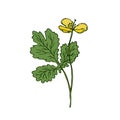 Wild flower illustration. Celandine medical herbal. Vector art.