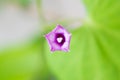 Wild Flower Ipomoea cairica Royalty Free Stock Photo