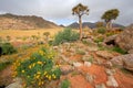 Wild flower landscape Royalty Free Stock Photo