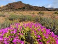 Wild flower landscape Royalty Free Stock Photo