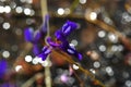 Wild flower Lentibulariaceae, Utricularia Delphinioides