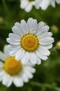 Wild flower. Little chamomile or daisy flowers in spring on a meadow. Top view. Closeup