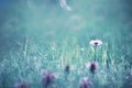 Wild flower. Little flowers on a green meadow. Royalty Free Stock Photo