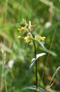 Rhinanthus minor little yellow rattle flower Royalty Free Stock Photo