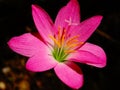 Wild flower with long pollens, pink color, sri lanka