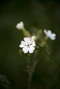 White cockle flower macro background fine art in high quality prints products fifty megapixels impatiens silene latifolia Royalty Free Stock Photo