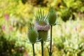 Wild flower macro picture.Mountain landscape. Travel background. Flower background. For lifestyle design. Sunny day, blue sky