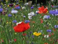 Wild flower meadow Royalty Free Stock Photo