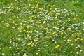 Wild flower meadow