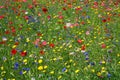 Wild Flower Meadow Background with popies and cornflowers. Royalty Free Stock Photo