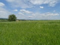 Wild flower meadow in the beautiful Kraichgau region near Heidelberg