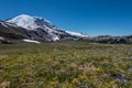 Wild Flower Meadow Below Mount Rainier Royalty Free Stock Photo
