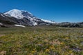 Wild Flower Meadow Below Mount Rainier