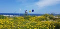 Wild flower meadow in Cyprus in spring