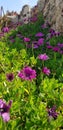 Wild flower meadow in Cyprus in spring