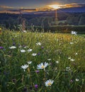 Wild Flower meadow at evening sunset