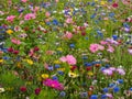 Wild Flower Meadow Royalty Free Stock Photo
